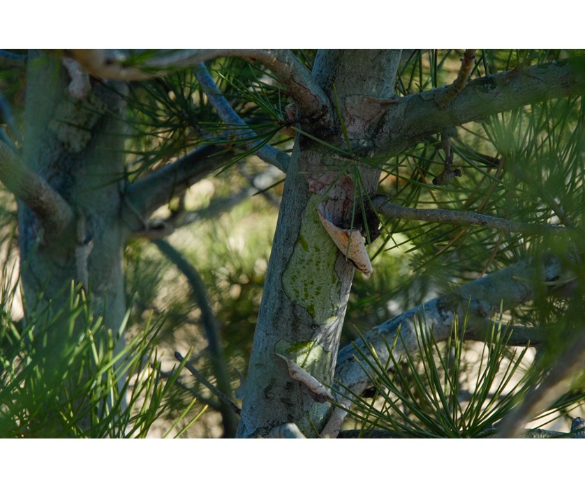 Lacebark Pine